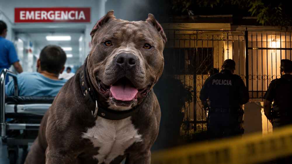 Zeus, el pitbull involucrado en el ataque mortal ocurrido en Hato de Enmedio, Tegucigalpa, fue controlado por las autoridades dentro de la vivienda. Foto: Ilustración.