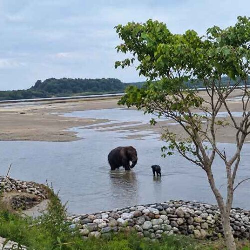 El bebé elefante fue rescatado después de ser arrastrado varios kilómetros por el río Teesta y posteriormente reunido con su madre. Foto: Captura de pantalla.