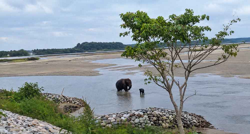 El bebé elefante fue rescatado después de ser arrastrado varios kilómetros por el río Teesta y posteriormente reunido con su madre. Foto: Captura de pantalla.