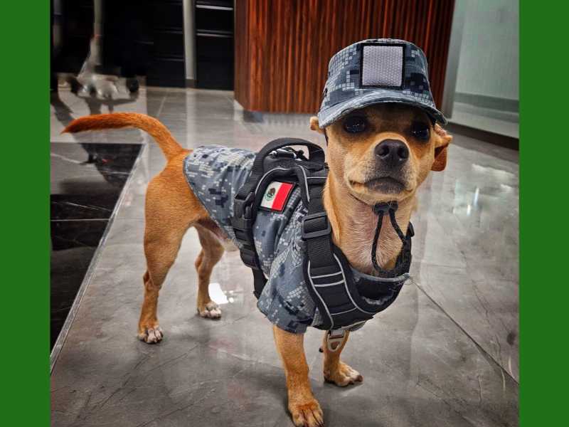 Comando Chihuahua, el diminuto integrante de la Guardia Nacional mexicana, mide apenas 21 centímetros y cuenta con uniforme y equipo adaptados a su tamaño. Cortesía