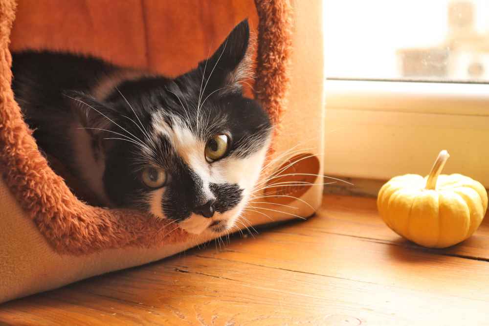 Los gatos mantienen sentidos y comportamientos vinculados con su evolución como pequeños depredadores. Foto: Pexels - Jelena Kazak.