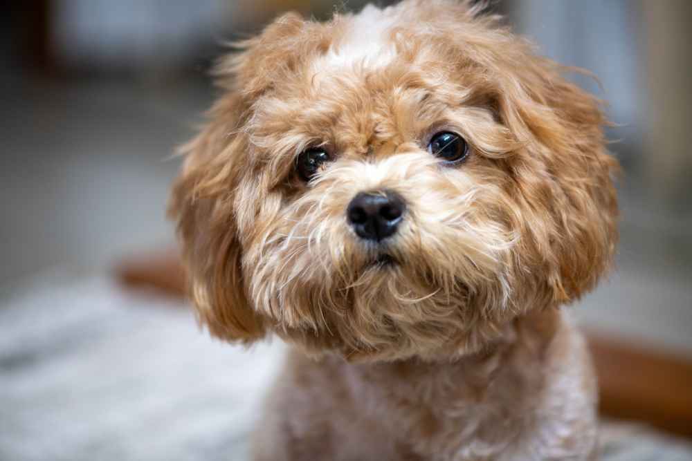 Los perros poseen capacidades sensoriales muy diferentes a las humanas, especialmente en el olfato y la percepción de su entorno. Foto: Pexels - Manish Sharma.