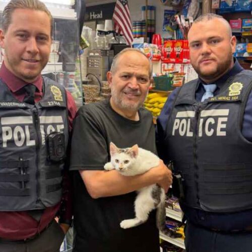 Jabal, un gatito de apenas tres meses, desapareció de una bodega de Brooklyn y provocó una movilización entre vecinos, clientes y comerciantes. Días después regresó a casa y una mujer fue detenida en relación con el caso. Photo: FRANCES WANG.