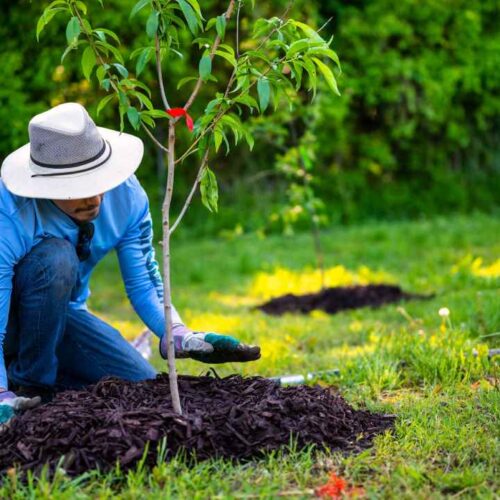 Plantar y cuidar un árbol puede aportar sombra, favorecer la biodiversidad y transformar durante años el espacio donde se encuentra. Foto: Pexels
