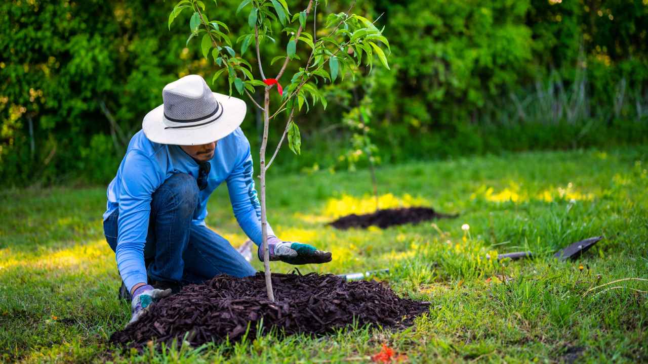 Plantar y cuidar un árbol puede aportar sombra, favorecer la biodiversidad y transformar durante años el espacio donde se encuentra. Foto: Pexels