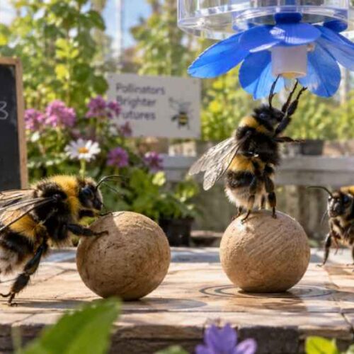 Los abejorros consiguieron mover una pelota hasta colocarla debajo de una flor artificial y utilizarla para alcanzar una recompensa.