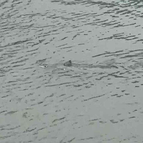 Parece una escena de película, pero ocurrió en Surf City: un tiburón fue grabado nadando por una calle inundada de New Jersey. Foto: Drew Procaccino vía Storyful