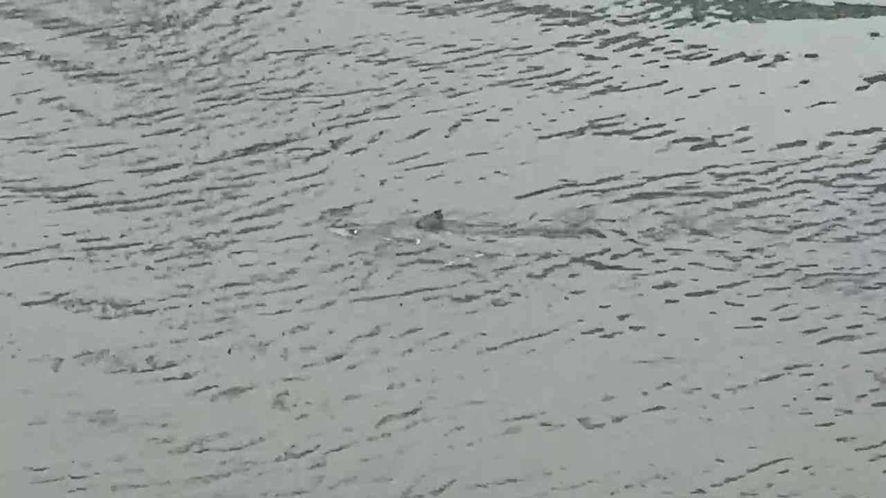 Parece una escena de película, pero ocurrió en Surf City: un tiburón fue grabado nadando por una calle inundada de New Jersey. Foto: Drew Procaccino vía Storyful