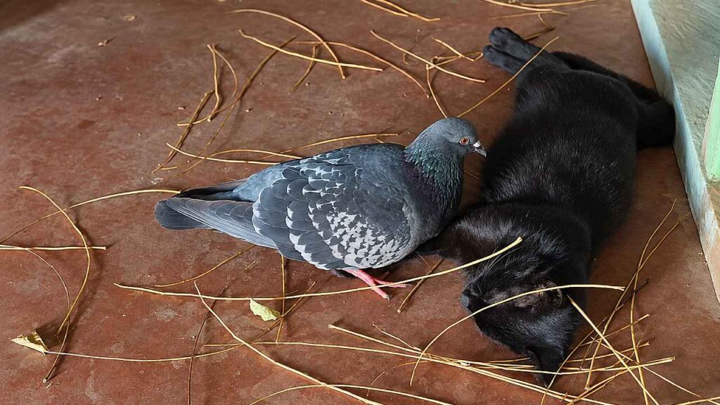 La paloma Trucu Trucu fue grabada llevando pequeñas ramas alrededor de Chimuela mientras la gata estaba preñada; la conducta de nidificación forma parte del repertorio natural de estas aves. Foto: captura de video/@rubengrisales89.