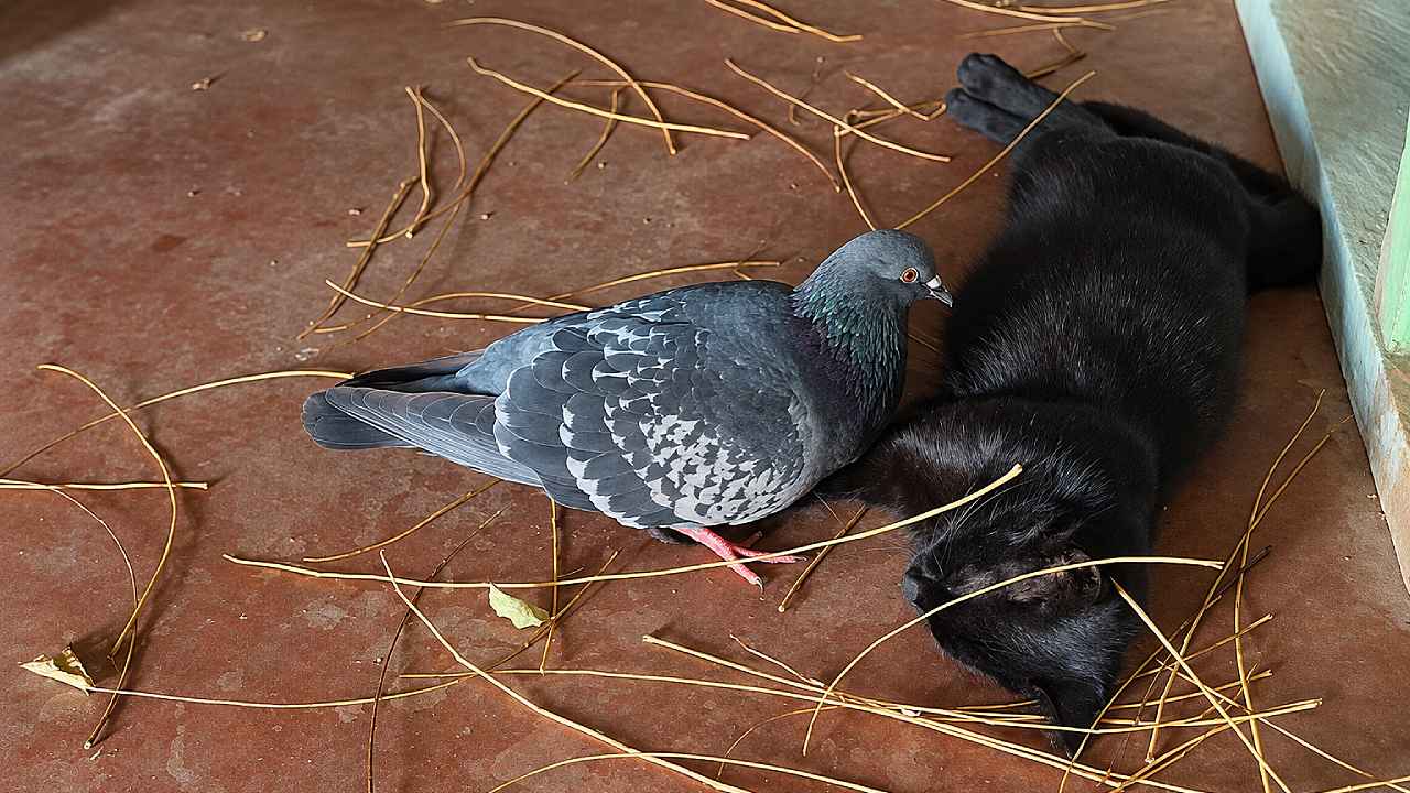 La paloma Trucu Trucu fue grabada llevando pequeñas ramas alrededor de Chimuela mientras la gata estaba preñada; la conducta de nidificación forma parte del repertorio natural de estas aves. Foto: captura de video/@rubengrisales89.