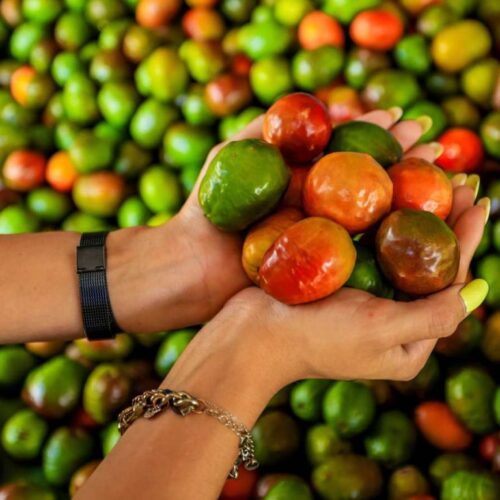 Jocotes frescos utilizados en preparaciones gastronómicas tradicionales de El Salvador durante un festival. Foto: ISTU.