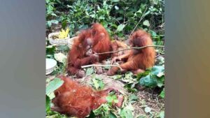 Un reporte señala que cinco crías de orangután fueron encontradas en Odisha, India, fuera de su hábitat natural. El caso está pendiente de confirmación oficial.