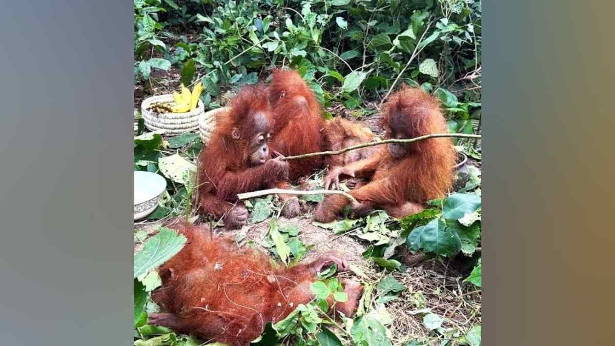 Un reporte señala que cinco crías de orangután fueron encontradas en Odisha, India, fuera de su hábitat natural. El caso está pendiente de confirmación oficial.