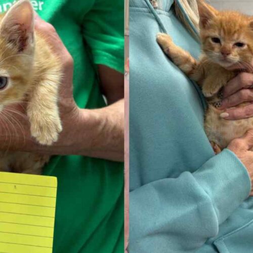 Pumpkin, una gata rescatada con un peso inicial aproximado de 11.3 kilogramos, ha mostrado avances en su movilidad gracias a los cuidados de su nueva familia. Foto: Publicación de su cuidador Mike Retzlaff, pendiente de autorización. Facebook
