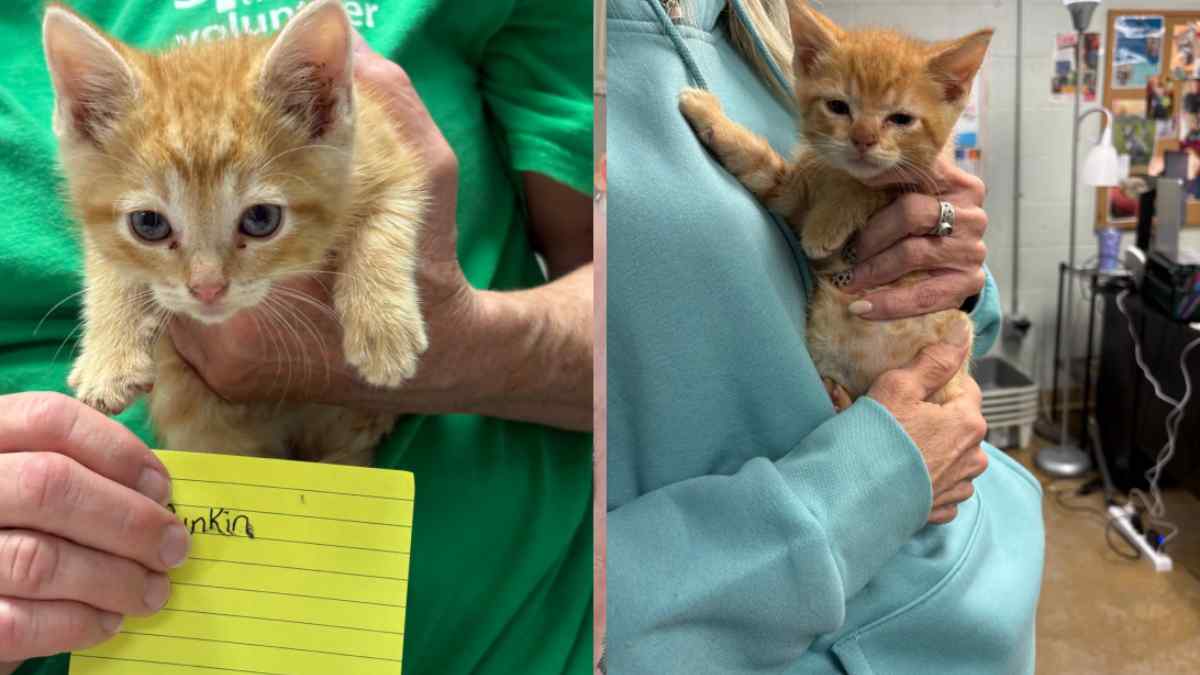 Pumpkin, una gata rescatada con un peso inicial aproximado de 11.3 kilogramos, ha mostrado avances en su movilidad gracias a los cuidados de su nueva familia. Foto: Publicación de su cuidador Mike Retzlaff, pendiente de autorización. Facebook