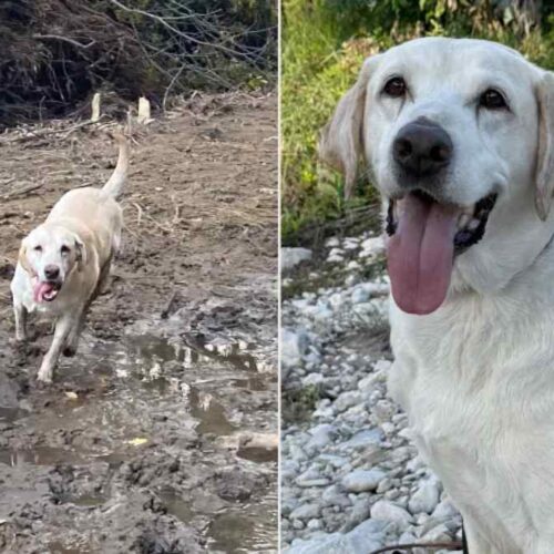 Canyon, rescatado de las calles de Misisipi en 2021, fue reconocido por ASPCA como Perro del Año 2026 por su labor en operaciones de búsqueda y recuperación. Foto: ASPCA.