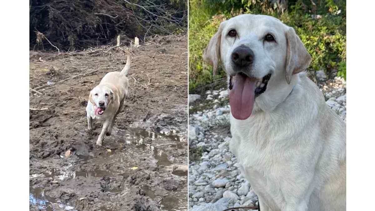 Canyon, rescatado de las calles de Misisipi en 2021, fue reconocido por ASPCA como Perro del Año 2026 por su labor en operaciones de búsqueda y recuperación. Foto: ASPCA.