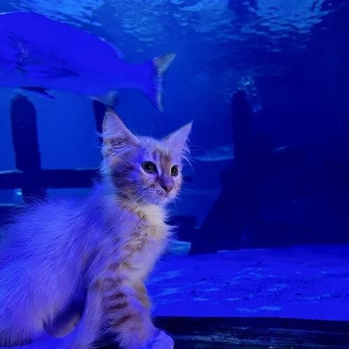 Los pequeños visitantes exploraron el acuario Sea Life, en Minnesota, durante una excursión organizada para favorecer su socialización. Foto: Sea Life Mall of America.