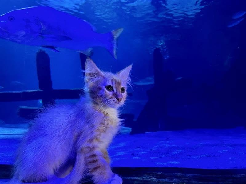 Los pequeños visitantes exploraron el acuario Sea Life, en Minnesota, durante una excursión organizada para favorecer su socialización. Foto: Sea Life Mall of America.