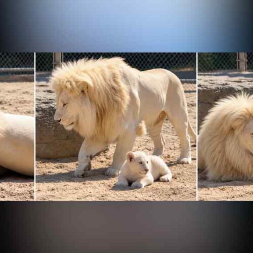 El video muestra a un supuesto león blanco echándose sobre una cría, pero la propia publicación de Facebook lo identifica como contenido de inteligencia artificial. Captura de pantalla