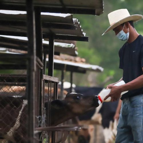 La Escuela Nacional de Agricultura celebra el Día de Campo ENA 2026, una jornada para acercarse al mundo agrícola y compartir en familia. Cortesía.