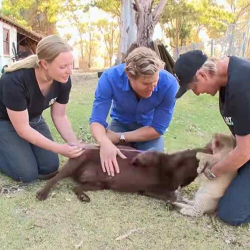 Una leona fue rechazada por su madre cuando tenía apenas cuatro semanas. La solución fue inesperada: una labradora llamada Sabi terminó criándola. 🦁🐶 La historia ocurrió en 2014 y ahora volvió a viralizarse. Captura de pantalla
