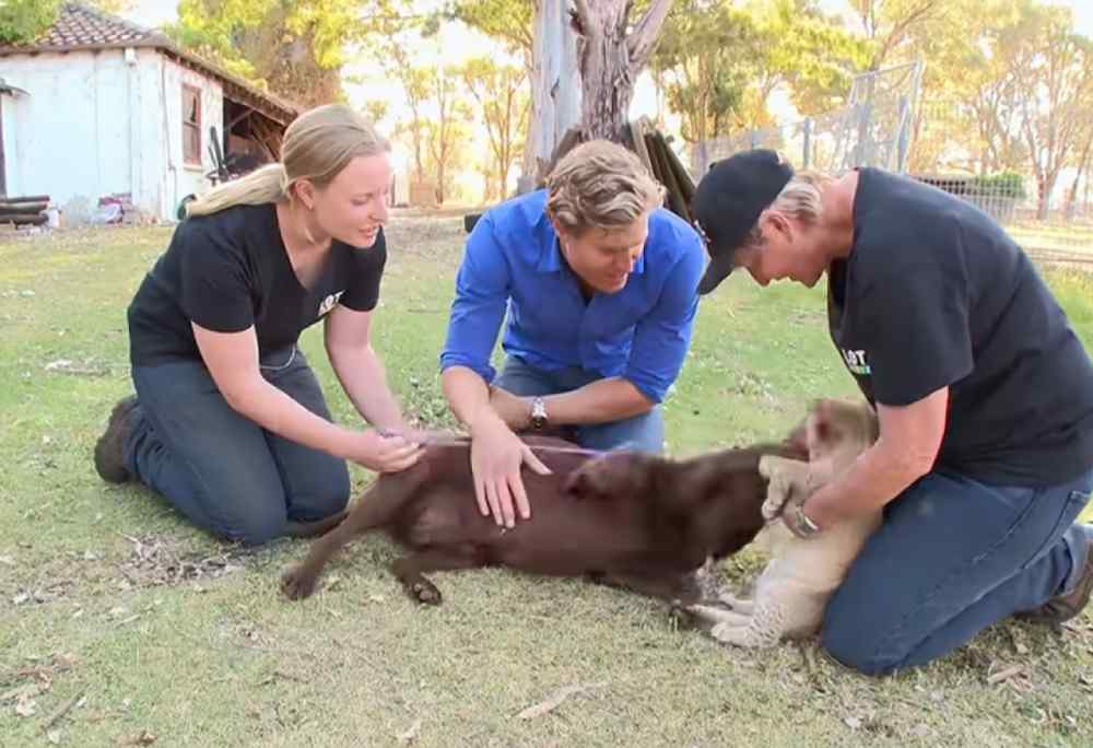 Una leona fue rechazada por su madre cuando tenía apenas cuatro semanas. La solución fue inesperada: una labradora llamada Sabi terminó criándola. 🦁🐶 La historia ocurrió en 2014 y ahora volvió a viralizarse. Captura de pantalla