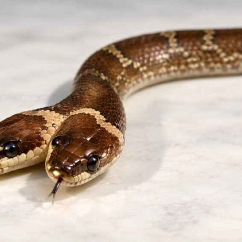 La serpiente encontrada en Gujarat posee dos cabezas, cuatro ojos y un solo cuerpo. Su condición se conoce como bicefalia. Captura de pantalla / Mejorada con IA.