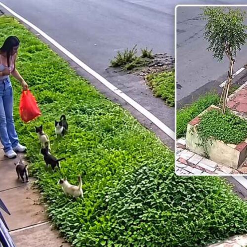 Una cámara de vigilancia captó a una mujer señalada de abandonar varios gatitos en una calle de Santa Ana el 6 de octubre de 2026. Imagen: captura de pantalla.