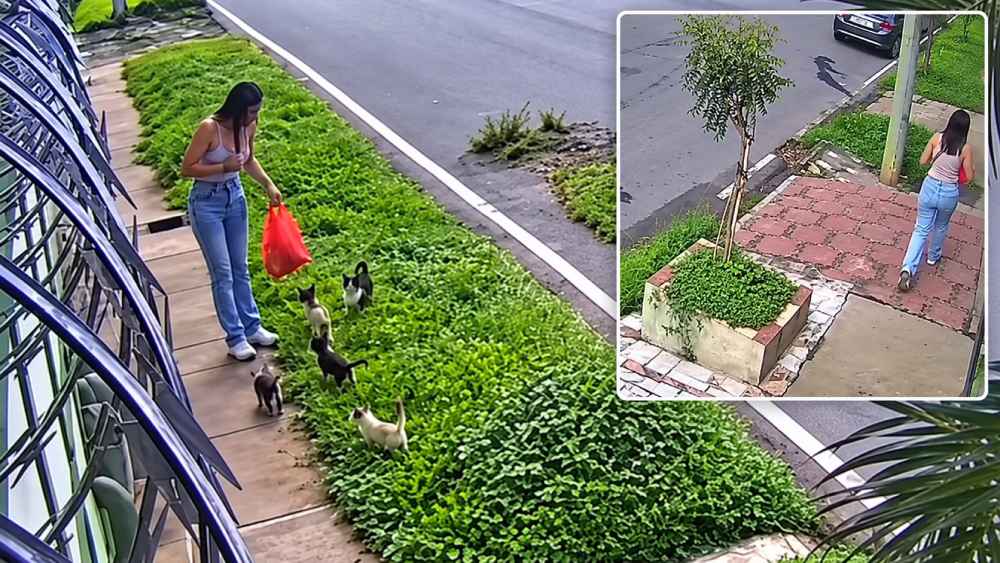 Una cámara de vigilancia captó a una mujer señalada de abandonar varios gatitos en una calle de Santa Ana el 6 de octubre de 2026. Imagen: captura de pantalla.