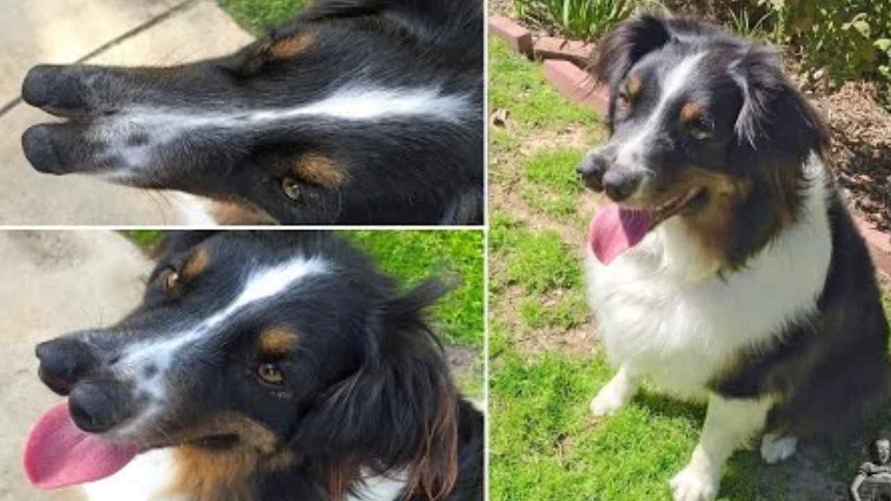 Toby, el perro con una inusual nariz dividida, encontró un hogar con Todd Ray tras pasar por un refugio en California. Foto: archivo.