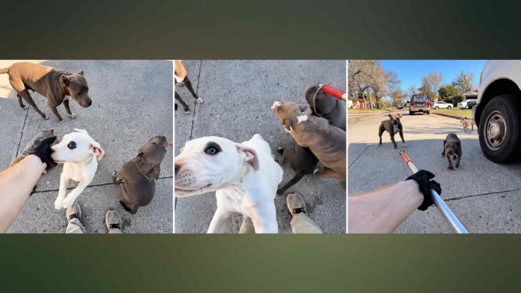 Una denuncia alertó sobre perros supuestamente agresivos, pero el encargado de control animal encontró una familia juguetona que terminó conquistándolo.