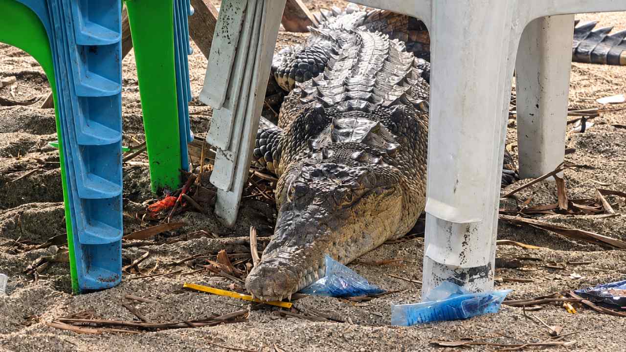 Sin reservación ni pagar rancho, un cocodrilo fue fotografiado entre sillas plásticas en playa San Marcelino, La Paz. Foto: Noticiero Costa del Sol/Facebook.