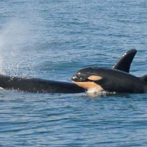 La orca Tahlequah, identificada como J35, fue documentada transportando a su cría fallecida durante 17 días en 2018. Foto: Center for Whale Research.