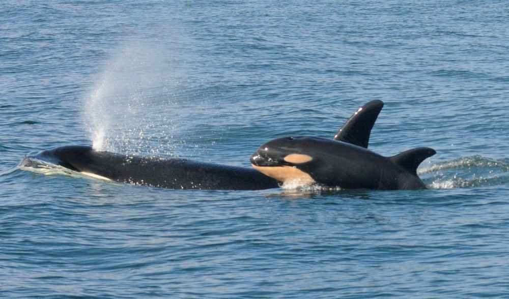 La orca Tahlequah, identificada como J35, fue documentada transportando a su cría fallecida durante 17 días en 2018. Foto: Center for Whale Research.