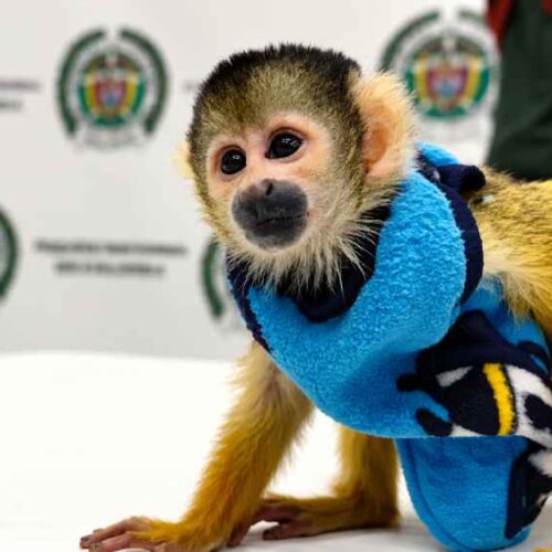Un mono ardilla vestido y con pañal fue encontrado durante un control policial en Ipiales, Colombia. Foto: Policía Nacional de Colombia.