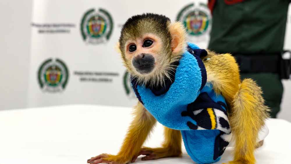 Un mono ardilla vestido y con pañal fue encontrado durante un control policial en Ipiales, Colombia. Foto: Policía Nacional de Colombia.