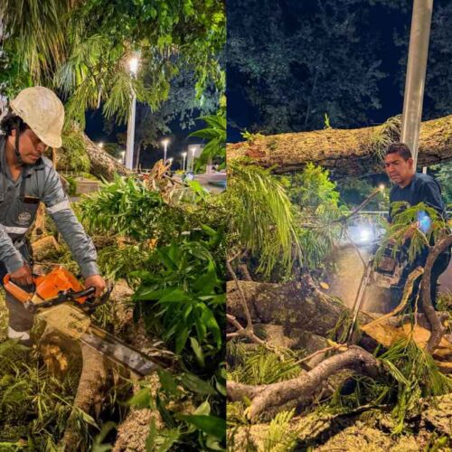 Personal municipal retira un árbol caído en las inmediaciones del Parque Simón Bolívar, tras las lluvias del 21 de octubre. Foto: Desechos Sólidos San Salvador. Foto: @DesechoSolidos.