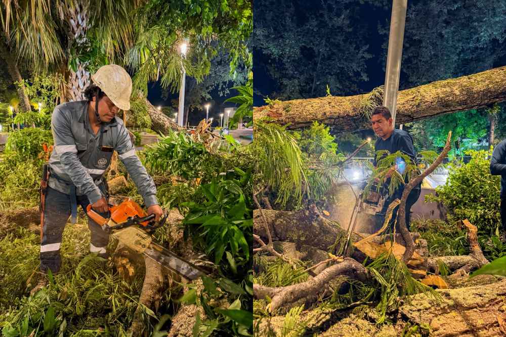 Personal municipal retira un árbol caído en las inmediaciones del Parque Simón Bolívar, tras las lluvias del 21 de octubre. Foto: Desechos Sólidos San Salvador. Foto: @DesechoSolidos.