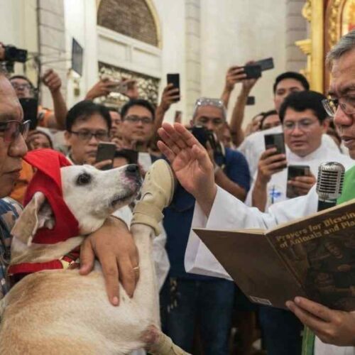 La iglesia organizó también vacunación gratuita para perros y gatos en el estacionamiento, agregando una acción práctica de bienestar animal a la celebración religiosa. Ilustración